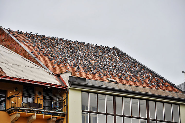 A2B Pest Control are able to install spikes to deter birds from roofs in Chatham. 