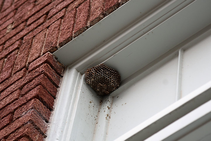 We provide a wasp nest removal service for domestic and commercial properties in Chatham.